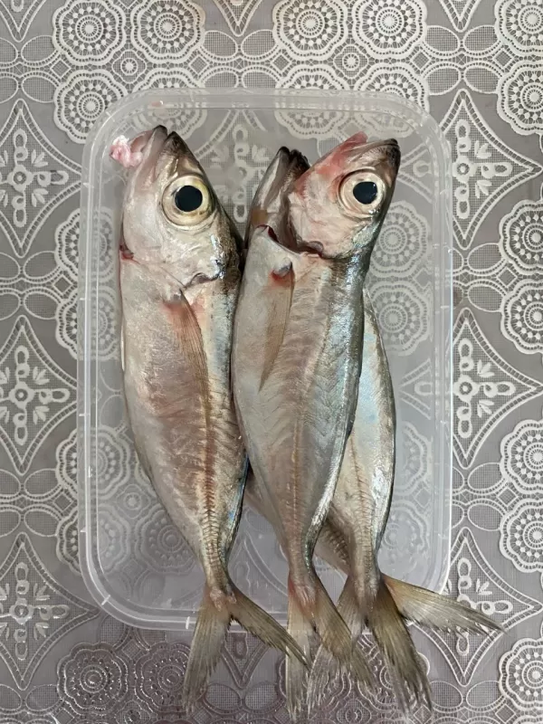 Ikan kembung